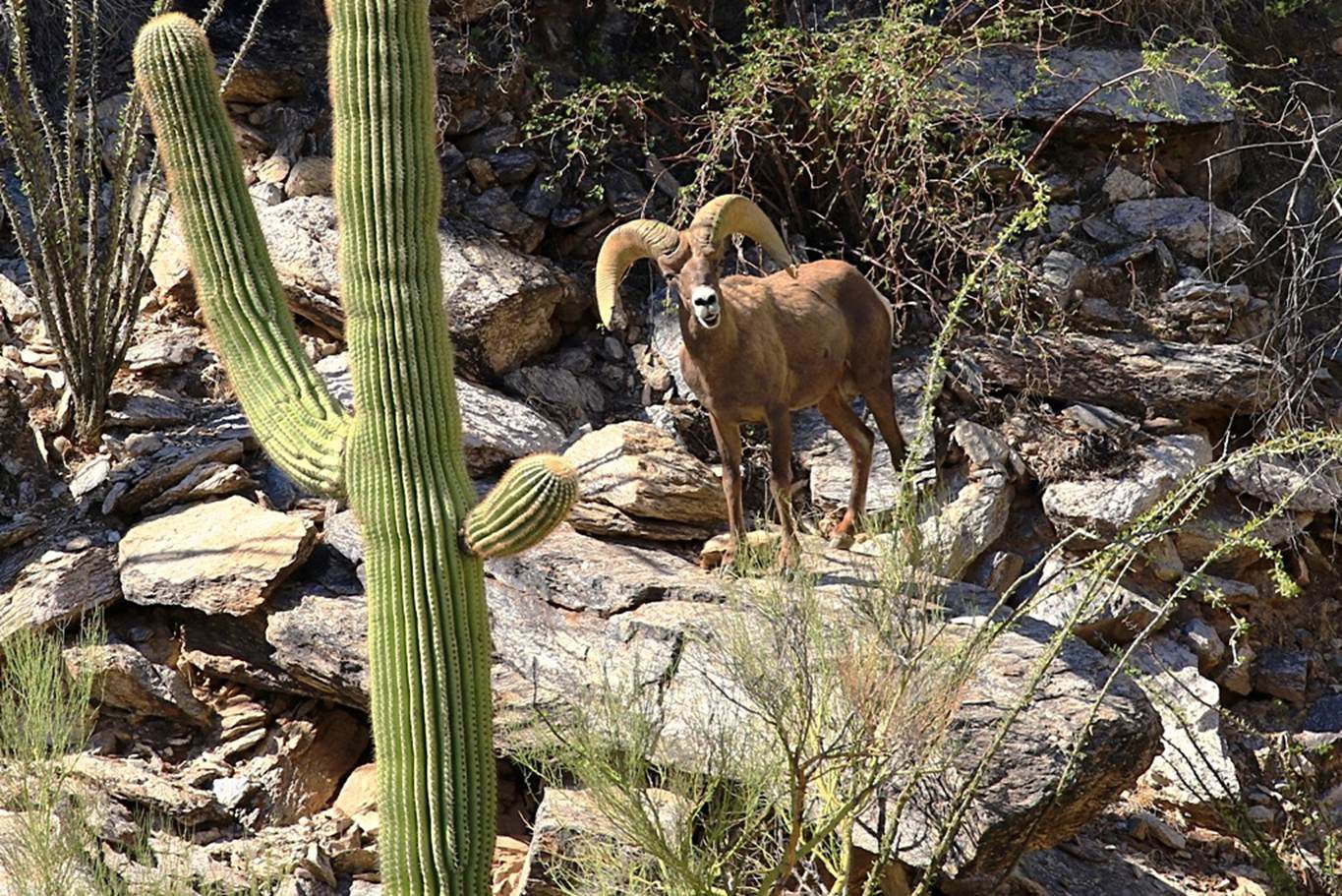 Bighorn ram